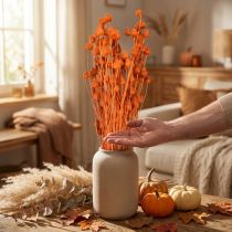gjenstander Tørkede blomster tørrtistel jordbærtistel appelsin 100g
