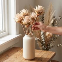 gjenstander Leucospermum Plumosum Silver Tree Blossoms Light 25 stk