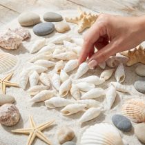 gjenstander Deco snegler hvite, sjøsnegl naturlig dekorasjon 2-5cm 1kg
