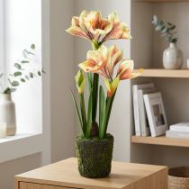 gjenstander Amaryllis i en mosekule kunstig med rosa-gule mønstrede blomster - 45 cm - Eksotisk og stilig dekorasjon