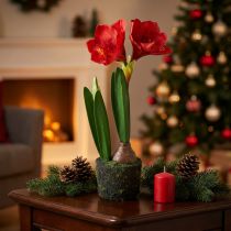 gjenstander Amaryllis i kunstige mosekuler - knallrøde blomster, 49 cm - elegant og naturlig romdekorasjon