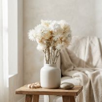 gjenstander Tørkede blomster, hattblomster, naturlig hvite, stråblomster, tørket blomsterbukett H33cm