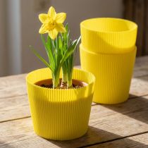 gjenstander Plisserte mansjetter gul 14,5cm 100 stk