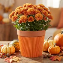 gjenstander Plisserte mansjetter til blomsterpotter oransje 14,5cm 100 stk