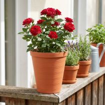 gjenstander Rosepotte plast 19cm terrakotta 1 stk