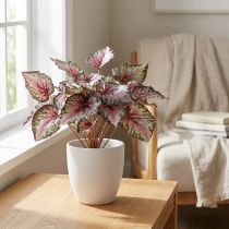 gjenstander Begonia buskegrønn, fiolett 34cm
