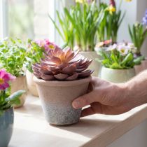 gjenstander Sukkulentplante i potte Echeveria kunstrød årgang Ø15cm H16cm