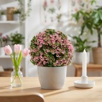 gjenstander Dekorativ kule rosa grønn kuleplante Ø15cm 1 stk