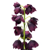 gjenstander Fritilaria naturtro kopi for elegante arrangementer og buketter 78 cm