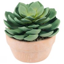 gjenstander Sukkulent plante i potte Echeveria kunstgrønn Ø15cm