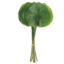 gjenstander Galax Urceolata Blader Kunstgrønn Ø10cm L23cm 12 stk
