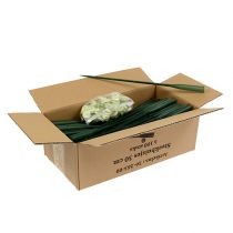 gjenstander Arrangementrør 30cm x 1,5cm 100 stk