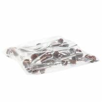 gjenstander Glabrum Leucospermum tørkede blomster 25-40 cm 25 stk