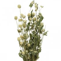 Tørket blomst, Globe Amaranth, Gomphrena Globosa White L49cm 45g
