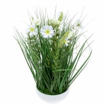 gjenstander Dekorativt gress med Cosmea blomster i en bolle H45cm