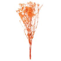 gjenstander Tørkede blomsterbuketter med babypust Gypsophila 75 cm 100 g