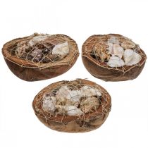 gjenstander Halvt kokosnøttskall deco-skall snegleskall deco 18–19cm 3stk