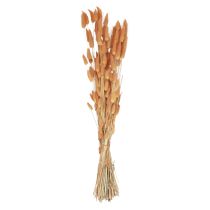 gjenstander Hare&#39;s Tail Grass Lagurus Tørket aprikos 55-60cm 50g