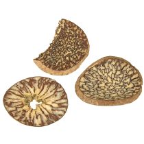 gjenstander Treskiver, dekorative trefrukter, naturlige, DIY, FSC, 1-3,5 cm, 300 g