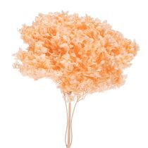 gjenstander Tørket hortensiabukett for elegante blomsterdekorasjoner hjemme, 65 cm