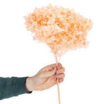 gjenstander Tørket hortensiabukett for elegante blomsterdekorasjoner hjemme, 65 cm