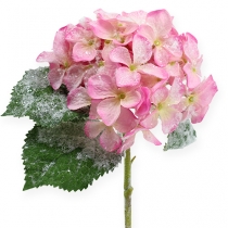 Hortensia rosa med snøeffekt 25cm