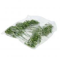 gjenstander Hortensia knopphakke 22cm grønn 12 stk