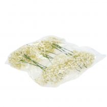 gjenstander Hortensiaknoppplukk 22cm krem 12stk