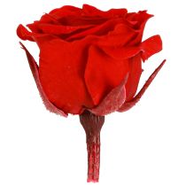 gjenstander Infinity Roses Ekte blomster Mini rosehoder Røde Ø3cm 16 stk