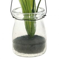 gjenstander Iris lilla i et glass for oppheng av H21.5cm