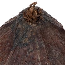 gjenstander Kakaofrukt, naturlig, 10–18 cm, 15 stk.