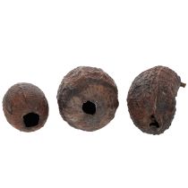 gjenstander Kakaofrukt, naturlig, 10–18 cm, 15 stk.