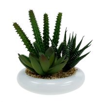 Kaktus i gryte Ø12cm 1p