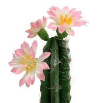 Kaktus i en gryte med blomsterrosa H 21cm