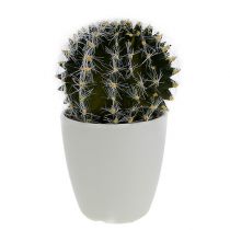 Kaktus i en grytegrønn 14cm