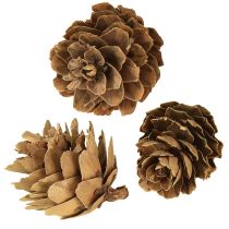 gjenstander Kongler, naturlige små kongler, dekorasjon i nett 2,5-3,5 cm 300 g