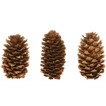 gjenstander Små hemlock-kongler dekorative naturlige kongler advent 3-4 cm 100 g