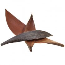 gjenstander Kokosnøttskall kokosnøttblader naturlige tørkede 22cm - 42cm 25stk