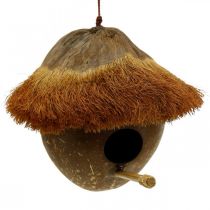 Kokosnøtt som hekkekasse, fuglehus å henge, kokosdekorasjon Ø16cm L46cm