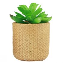 gjenstander Kunstige sukkulenter i potte Kunstige planter Assortert 10cm 3stk