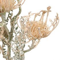 gjenstander Kunstige blomster, Nåleputeblomst, Leucospermum, Proteaceae Vasket Hvit L58cm 3stk