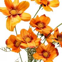gjenstander Kunstige blomster Cosmea Orange smykkekurv H51cm 3stk