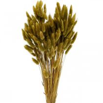 Lagurus Tørket kaninhale gress Oliven 65-70cm 100g