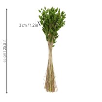 gjenstander Tørket Lagurus (Harehalegress) 65–70 cm 75 g