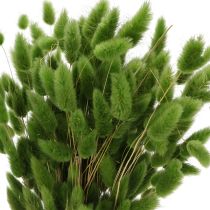 gjenstander Tørket Lagurus (Harehalegress) 65–70 cm 75 g