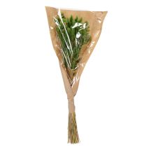 gjenstander Tørket Lagurus (Harehalegress) 65–70 cm 75 g