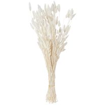 gjenstander Tørkede blomster Lagurus Natural – fluffy kaninhalegress i kremhvit 55-70 cm 100 g