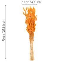 gjenstander Lagurus-bunke med fløyelsgress, tørket, 70 cm, 100 g