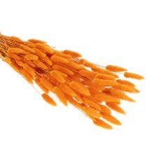 gjenstander Lagurus-bunke med fløyelsgress, tørket, 70 cm, 100 g