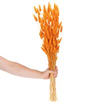 gjenstander Lagurus-bunke med fløyelsgress, tørket, 70 cm, 100 g